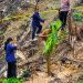 Palm Oil Seedlings Found on Burned Forest Land in West Sumatra