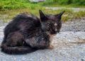 Can Stray Cats Spread Diseases to Humans?