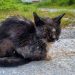 Can Stray Cats Spread Diseases to Humans?