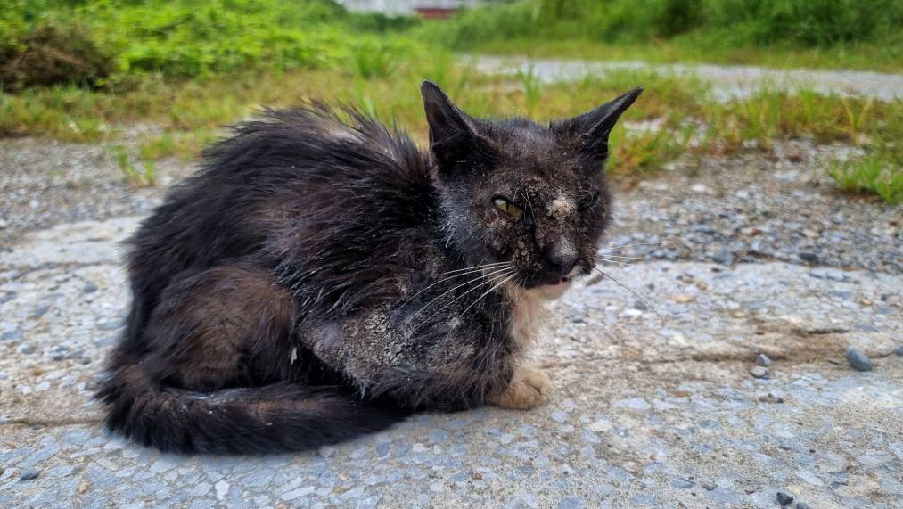 Can Stray Cats Spread Diseases to Humans?
