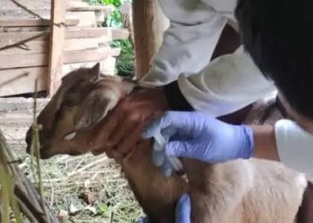 4 People in Gunungkidul Infected With Anthrax After Eating Sick Goat Meat