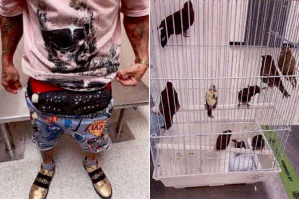 Man Arrested in Miami for Allegedly Smuggling 10 Birds in His Underwear