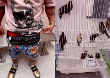 Man Arrested in Miami for Allegedly Smuggling 10 Birds in His Underwear