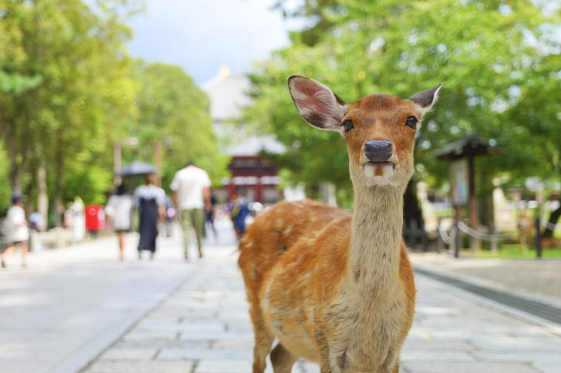 Indonesian Tourists Face Backlash Over Viral Deer Video in Japan
