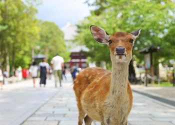 Indonesian Tourists Face Backlash Over Viral Deer Video in Japan