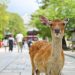 Indonesian Tourists Face Backlash Over Viral Deer Video in Japan
