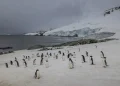 Climate Change Threatens World’s Largest Penguin Colony in Antarctica