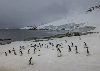Climate Change Threatens World’s Largest Penguin Colony in Antarctica