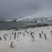 Climate Change Threatens World’s Largest Penguin Colony in Antarctica