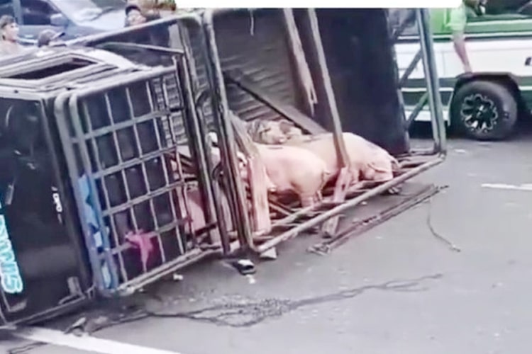 Sebuah insiden kecelakaan tunggal mengakibatkan babi ternak berserakan di jalan raya wilayah Kecamatan Sibolangit, Deli Serdang.