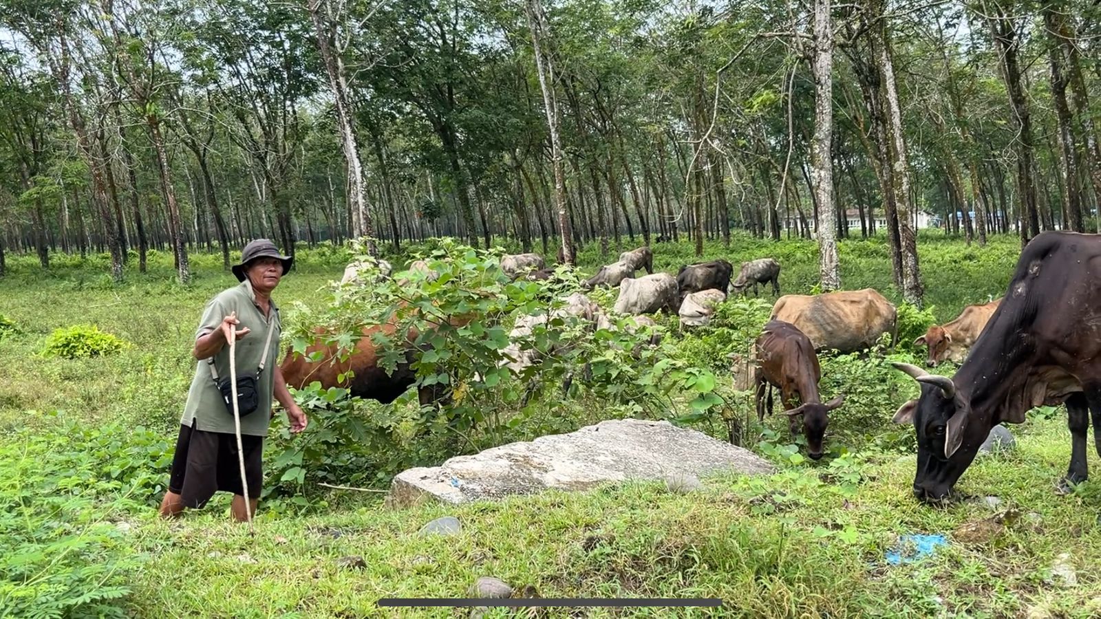 Peternak di Simalungun keluhkan penjualan lembu anjlok usai diterpa pasar online. (Foto: Akbar Harahap)