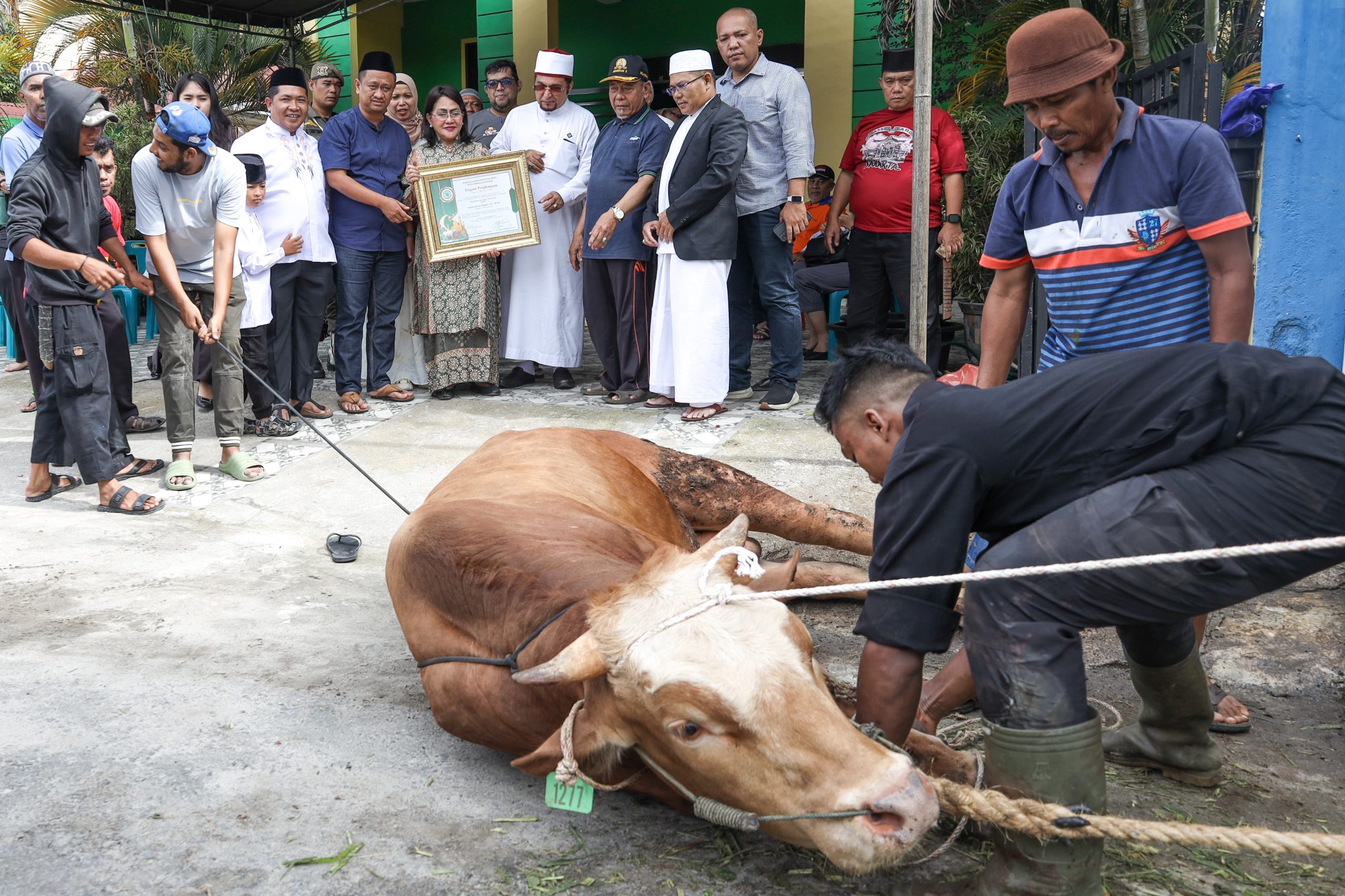 Penyembelihan hewan kurban di depan Kantor MUI Pematangsiantar. ist