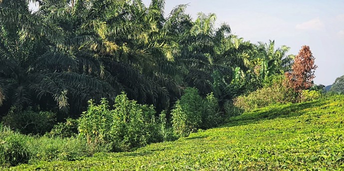 Tanaman kelapa sawit di Afdeling III Kebun Bah Butong.