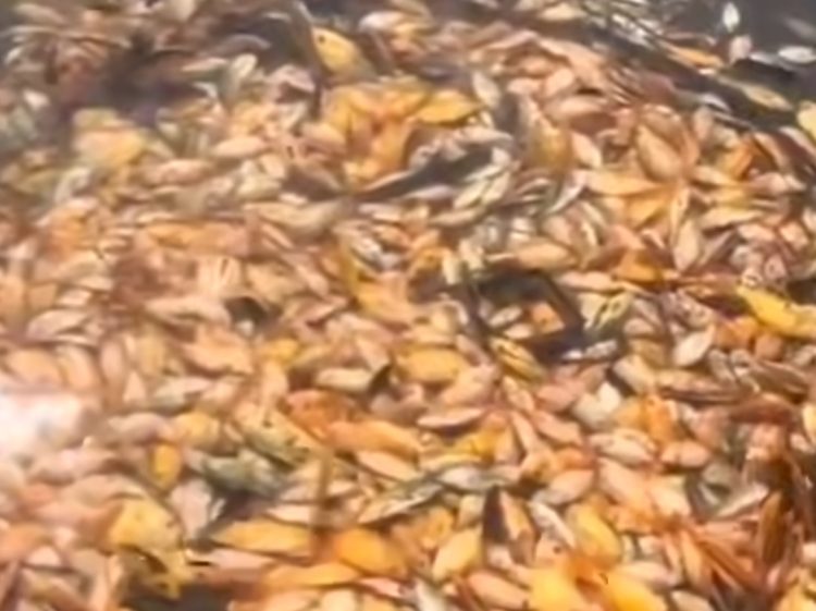 Fenomena ikan mati di Danau Toba.