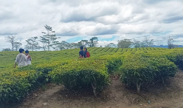 Kebun teh yang rencananya akan dikonversi