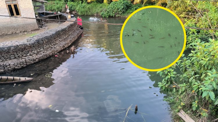 Aliran sungai yang jernih dihuni ikan jurung keramat di Desa Rianiate. (foto/sinata)