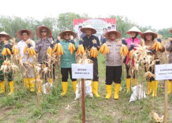 Kapolres Simalungun AKBP Marganda Aritonang, S.H., S.I.K., M.M, bersama Forkopimda mengikuti Panen Raya Jagung Serentak Kuartal II Tahun 2025