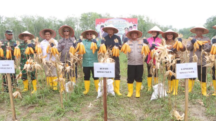 Kapolres Simalungun AKBP Marganda Aritonang, S.H., S.I.K., M.M, bersama Forkopimda mengikuti Panen Raya Jagung Serentak Kuartal II Tahun 2025