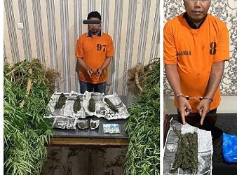 Pemilik ladang ganja dan pengedar ganja yang ditangkap Polres Tanah Karo. (Foto Ist)