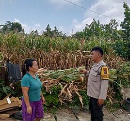 Bhabinkamtibmas Kelurahan BP Nauli BRIPKA R. Pangaribuan melaksanakan warga Ibu Norma Ningsih Tarigah yang memanfaatkan ladang tanam jagung di Jalan Pisang Gang Bersama