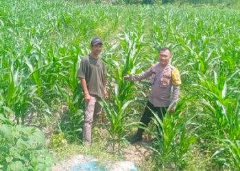 Bhabinkamtibmas Keurahan Kelurahan BP Sumber jaya AIPTU Ramses M. Tambunan melaksanakan sambang sekaligus pengecekan ladang tanaman jagung milik warga Bapak Harapan Silalahi di Jalan Sumber Jaya