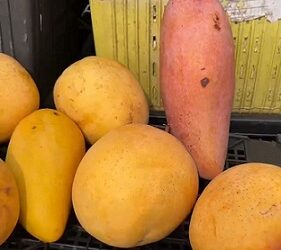 Mangga Ilegal Dari Thailand. (Foto Ist)