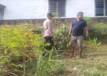 Bhabinkamtibmas Kelurahan Sukadame AIPTU P. Simanjuntak sambangi Bapak Hasibuan yang manfaatkan lahan tanam ubi