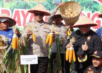 Kapolrestabes Medan, Kombes Pol Dr. Gidion Arif Setyawan dan Kapolsek Medan Area Kompol Dwi Himawan Chandra panen raya jagung bersama petani di Jalan Merdeka Jermal XV Kelurahan Denai Kecamatan Medan Denai (Foto Ist)