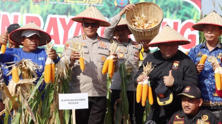 Kapolrestabes Medan, Kombes Pol Dr. Gidion Arif Setyawan dan Kapolsek Medan Area Kompol Dwi Himawan Chandra panen raya jagung bersama petani di Jalan Merdeka Jermal XV Kelurahan Denai Kecamatan Medan Denai (Foto Ist)