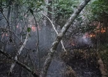 kondisi Hutan Sibaganding saat terbakar