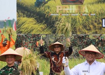 Wakil Wali Kota Tanjungbalai, Muhammad Fadly Abdina menghadiri kegiatan panen raya padi yang berlokasi di lahan ketahanan pangan Kodam I/BB