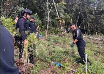 Satuan Brimob Polda Sumut bersama BNNP Sumut pemusnahan ladang ganja tersembunyi di kawasan perbukitan Tor Sihite, Kecamatan Panyabungan Timur, Madina. (Foto Ist)