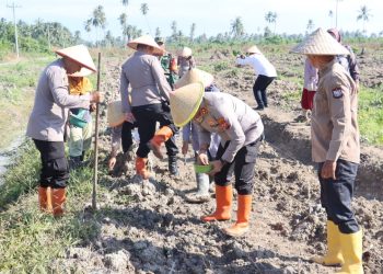 Kapolres Tanjungbalai AKBP Welman Feri, S.I.K. M.I.K pimpin penanaman jagung