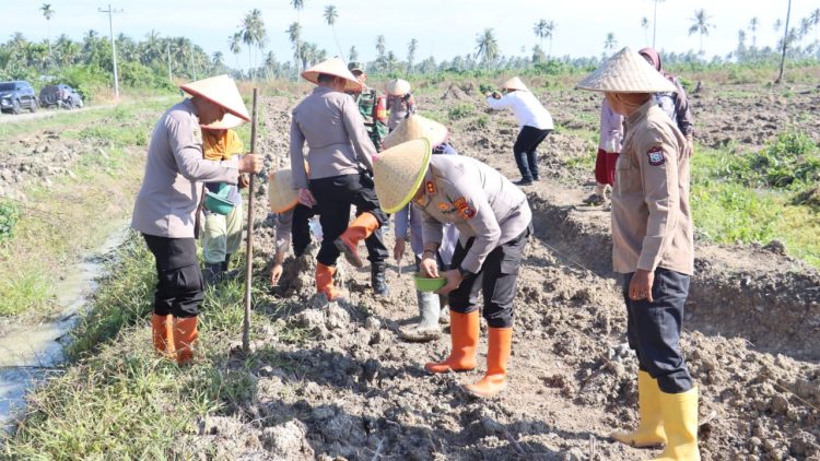 Kapolres Tanjungbalai AKBP Welman Feri, S.I.K. M.I.K pimpin penanaman jagung