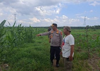 Kapolres Simalungun AKBP Marganda Aritonang, S.H., S.I.K., M.M Tinjau Lokasi Penanaman Jagung Serentak Kuartal III di Tapian Dolok 