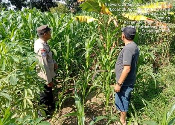 Bhabinkamtibmas Kelurahan Pardomuan AIPDA Hardi N. Silalahi sambangi sekaligus pengecekan lahan jagung warga di Jalan Dalil Tani