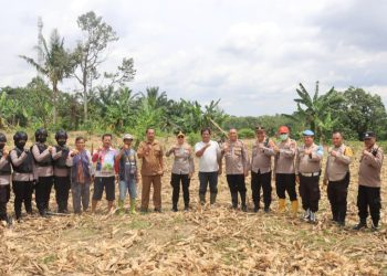 Kapolres Pematangsiantar AKBP Sah Udur T.M Sitinjak S.H. S.I.K. M.H melaksanakan Pengecekan Lahan Jagung di Kelurahan Tong Marimbun