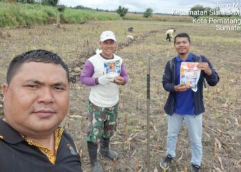 Bhabinkamtibmas Kelurahan Simarimbun Bripka Johannes C. Siregar sambangi warga tanam jagung, Bapak Marihot Silalahi/Br. Nainggolan