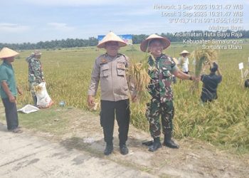 TNI-Polri Sinergi Gelar Panen Raya Padi di Simalungun