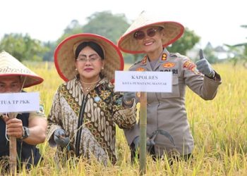 Kapolres Pematangsiantar AKBP Sah Udur T.M. Sitinjak SH. SIK. MH bersama Forkopimda Panen Padi di Dusun Matio