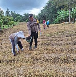 Bhabinkamtibmas Kelurahan Simarimbun Bripka Johannes C. Siregar melaksanakan sambang dan monitoring warga Bapak Rado P. Saragih tanam jagung di Perladangan Sidomulyo