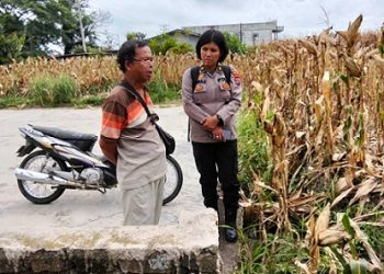 Wakapolsek IPTU Nana Sandar SH bersama Bhabinkamtibmas Kelurahan Marihat Jaya Erick F. Marbun sambangi ladang jagung Bapak Dolok Omppusunggu