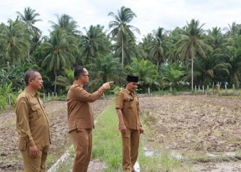 Wakil Wali Kota Tanjungbalai, Muhammad Fadly Abdina didampingi Asisten Ekbang drh Muslim, Kadis Pangan dan Pertanian Suhada beserta jajaran melakukan pembinaan dan peninjauan lahan percontohan padi sawah yang dikelola Dinas Pangan dan Pertanian