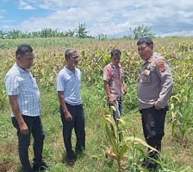 Kapolsek Siantar Marihat AKP Doni Simanjuntak SH didampingi Kanit Intelkam IPDA Edison Sitohang, Kanit Binmas AIPTU Baren Panjaitan tatap muka dengan masyarakat Simarimbun Dolok