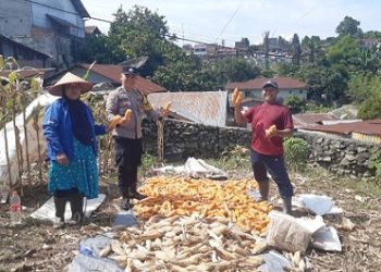 Bhabinkamtibmas Kelurahan Kahean AIPDA H.E. Pane melaksanakan sambang kepada warga Pak Kandar yang panen jagung