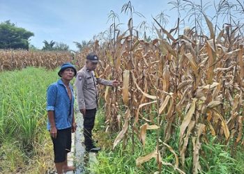Bhabinkamtibmas Kelurahan Nagahuta Timur AIPTU F. Munthe melaksanakan sambang ke lahan jagung milik warga Oppung Johansen Siregar di Jalan Manuela