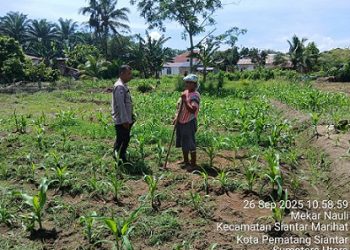 Bhabinkamtibmas Kelurahan Nagahuta timur AIPTU F. Munthe melaksanakan sambang kepada warga Ibu Misel br. Sianipar sedang membersihkan lahan jagung