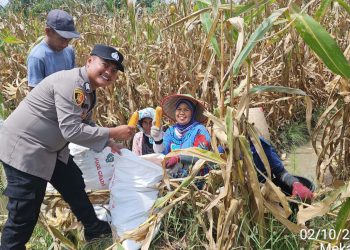 Personil Polseķ Jawa Brigadir Bayu Septian Herianto, SH mendampingi kegiatan panen jagung perdana di Nagori Mekar Mulia