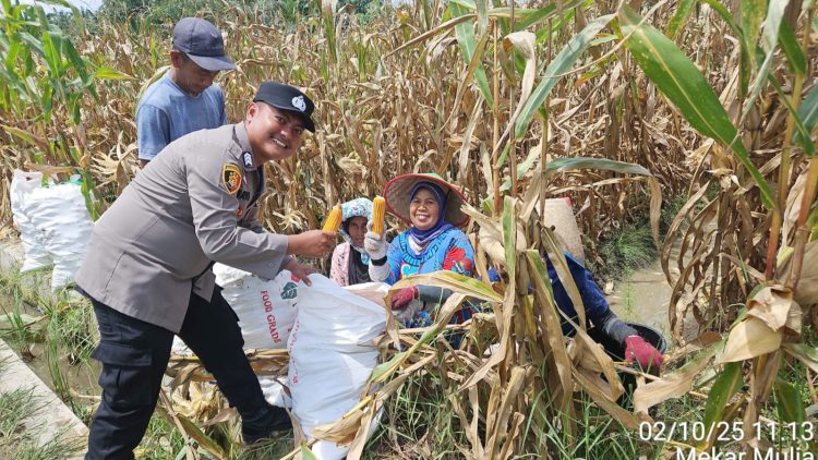 Personil Polseķ Jawa Brigadir Bayu Septian Herianto, SH mendampingi kegiatan panen jagung perdana di Nagori Mekar Mulia