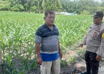 Bhabinkamtibmas Kelurahan Tolong Marimbun AIPTU Isdianto menggelar sambang ke lahan tanaman jagung warga di Jalan Manunggal Karya